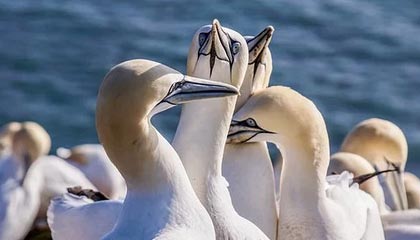 日土伴游，定制QQ：3494206190微信：act1322